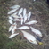 Roach