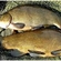Tench