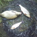 Carp bream