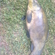 Tench