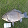 Crucian carp