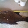 Carp bream
