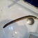 European eel