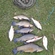 Tench