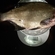 Carp bream