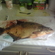 Carp bream