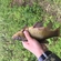 Tench
