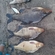Carp bream