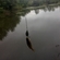 Eurasian perch
