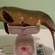 Tench