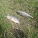 Roach