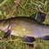 Tench