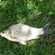Prussian carp