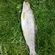 Ocean Trout