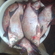 Carp bream