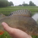 Eurasian perch