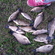 Crucian carp