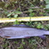 Grayling
