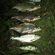 Carp bream