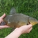 Tench