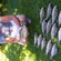 Crucian carp