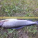 Grayling