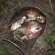 Carp bream