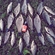 Crucian carp