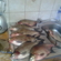 Carp bream