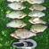 Crucian carp
