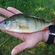 Eurasian perch