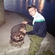 Carp bream