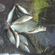 Carp bream