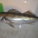 Pike perch