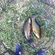 Tench