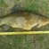 Tench