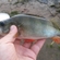 Eurasian perch