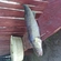 Pike perch