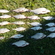 Silver Bream