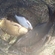 Carp bream