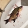 Carp bream