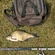 Carp bream