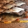 Eurasian perch