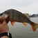 Eurasian perch