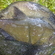 Carp bream
