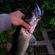 Pike perch