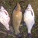 Tench