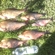 Carp bream