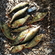Eurasian perch