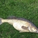 Pike perch